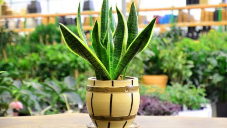 Evde Kılıç Çiçeği Bakımı: Adım Adım Rehber