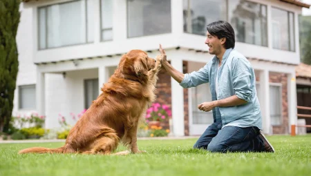 Köpek Eğitimi Nasıl Verilir? Köpeklere Verilen Eğitimler Nelerdir