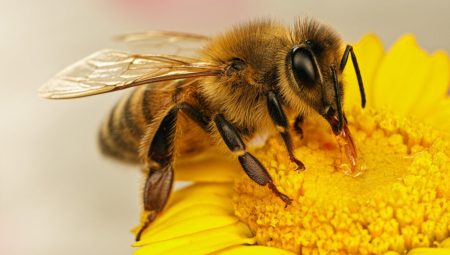 Arılar: Küçük Dostlarımız, Büyük Mucizeler