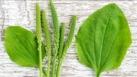 Sinir Otu Nedir? Sinir Otu Faydaları Nelerdir?