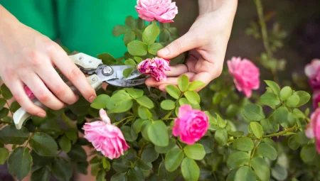 Gülü Çoğaltmak İçin Bilinen En Etkili Yöntem