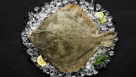 Kalkan Balığı Faydaları ve Özellikleri Nelerdir?