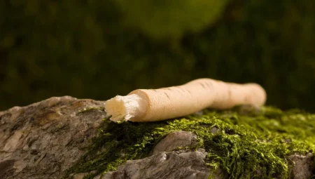 Misvak Hangi Ağaçtan Elde Edilir? İşte Bilmeniz Gerekenler