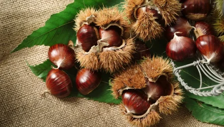 Kestanenin Faydaları: Sağlığınız İçin Doğal Bir Mucize