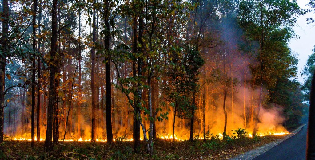 Orman Yangınlarını Önlemenin 10 Etkili Yolu